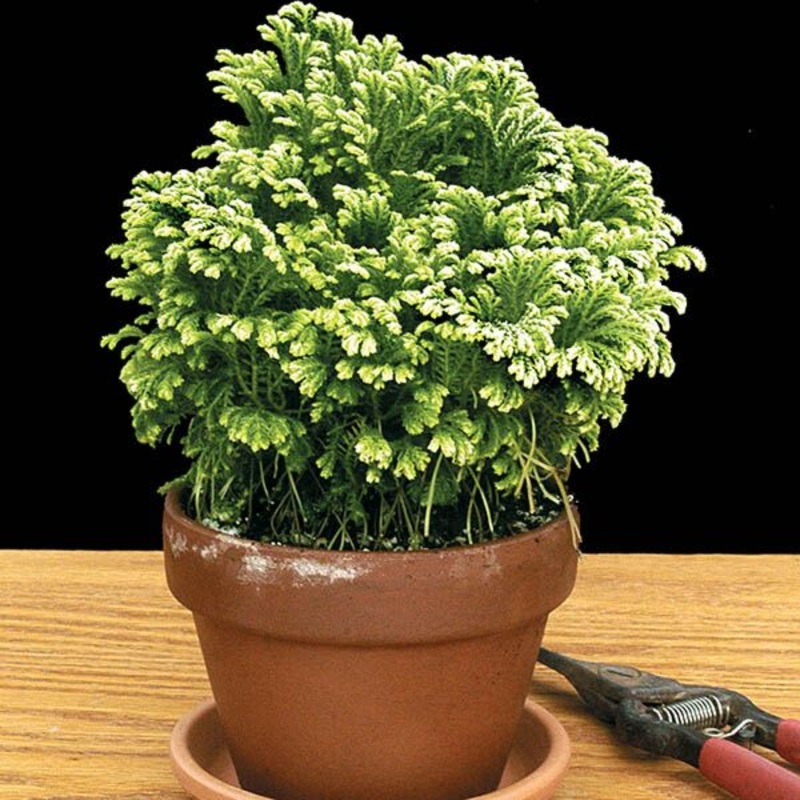Club Moss Frosty (Selaginella species)