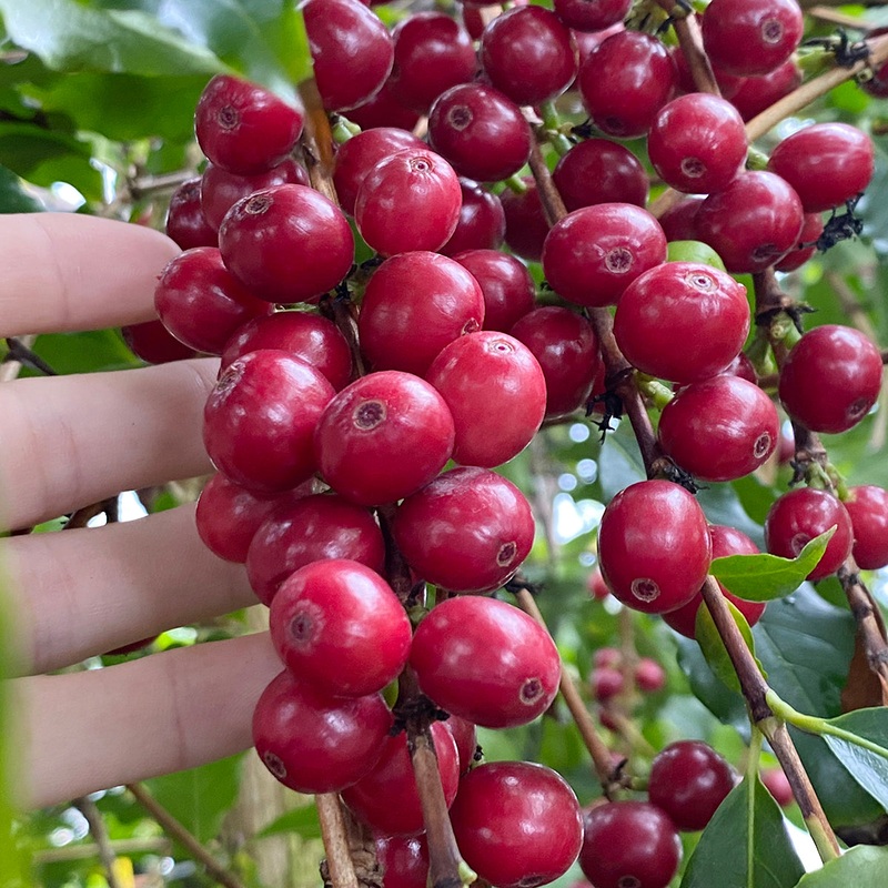 Coffee Plant Mocha (Coffea arabica hybrid)