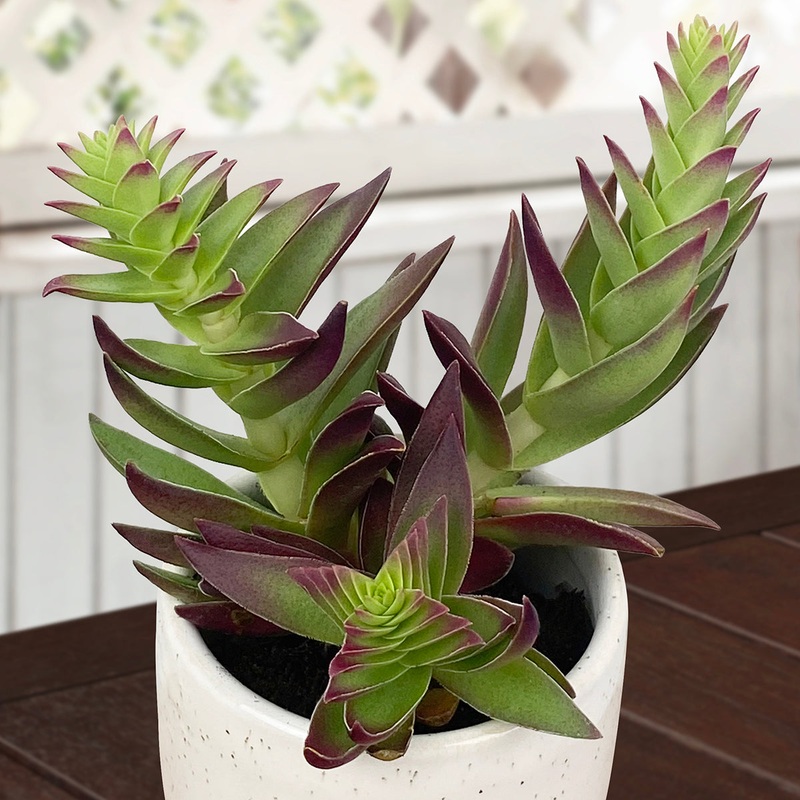 Crassula Sharks Tooth (Crassula corymbulosa)