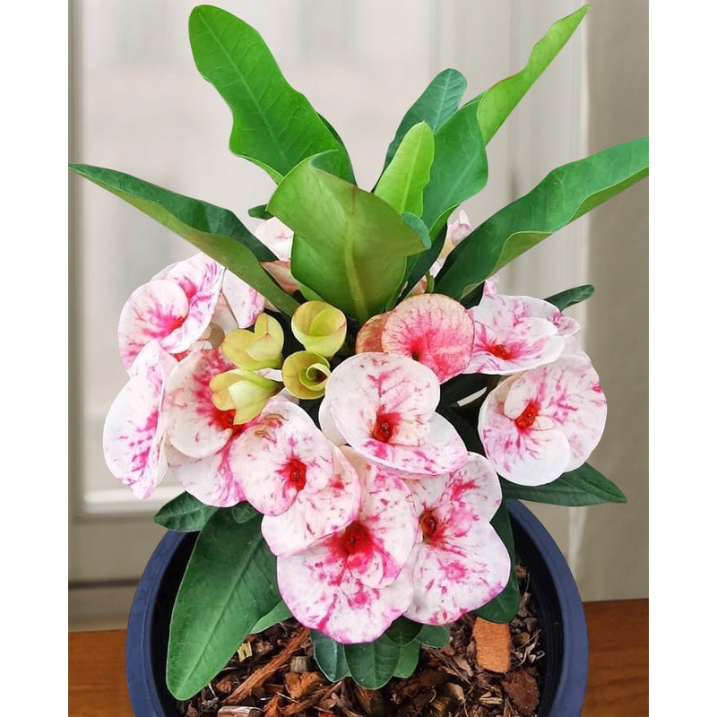 Crown of Thorns Crimson Splash (Euphorbia milii hybrid)