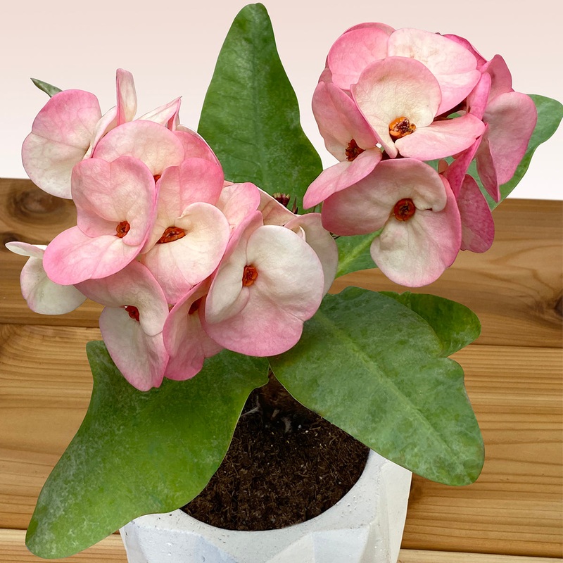 Crown of Thorns Pink Charm (Euphorbia milii hybrid)