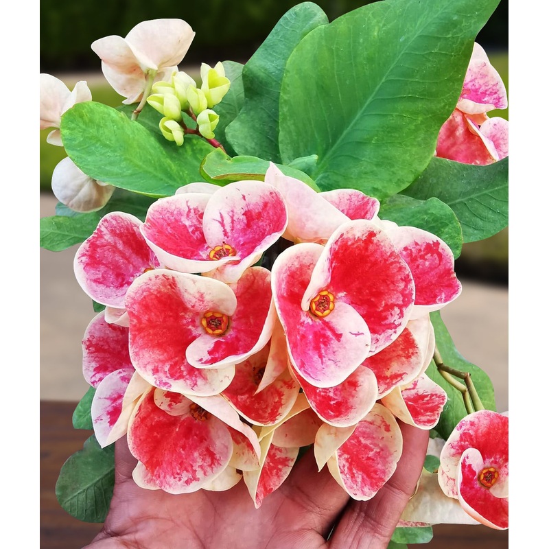 Crown of Thorns Queen Millionaire (Euphorbia milii hybrid)