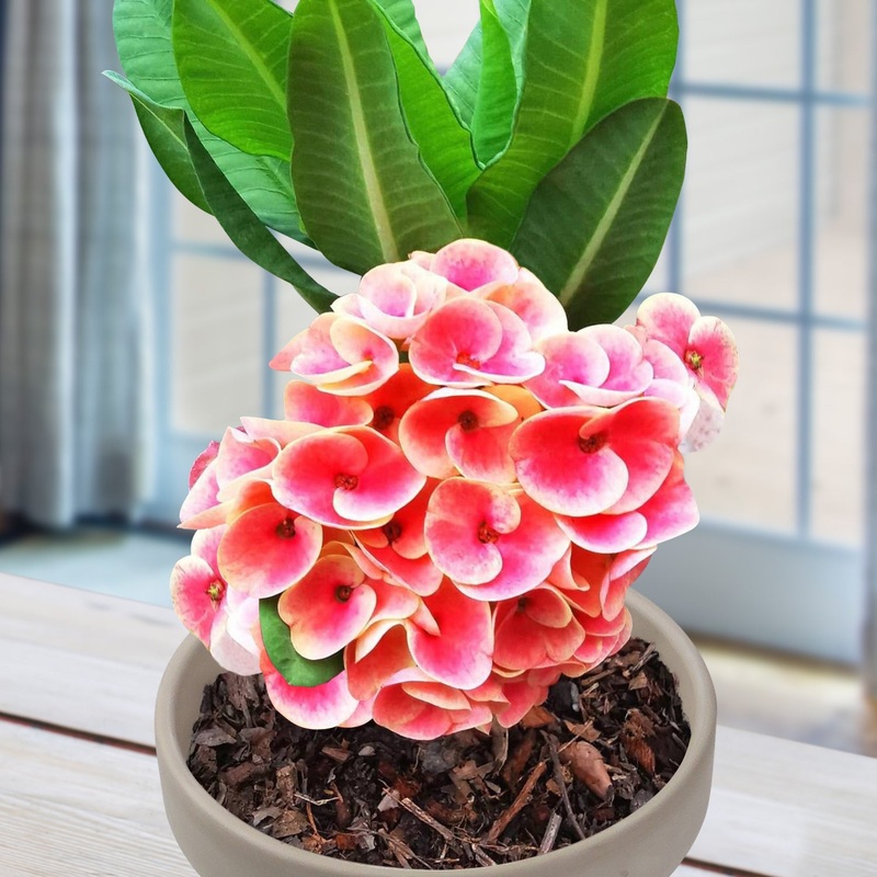 Crown of Thorns Serendipity (Euphorbia milii hybrid)