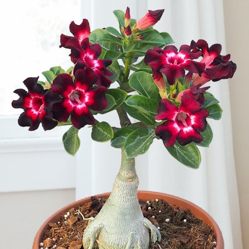 Desert Rose Burgundy Sunrise (Adenium hybrid)