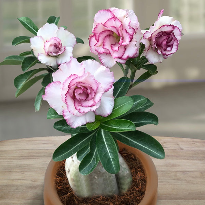 Desert Rose Carnation (Adenium hybrid)