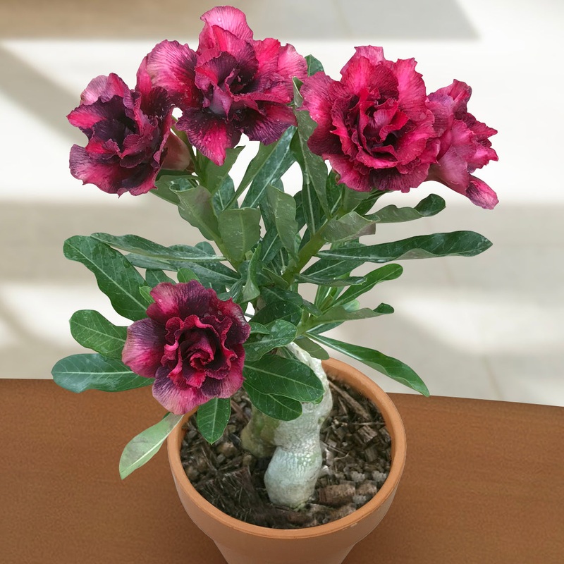 Desert Rose Garnet Beauty (Adenium hybrid)