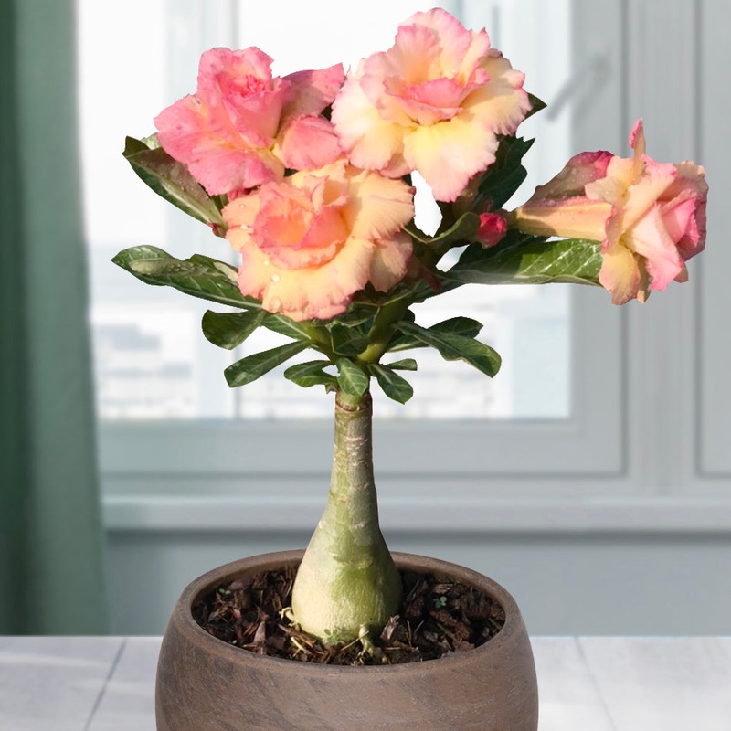 Desert Rose Golden Buddha (Adenium hybrid)