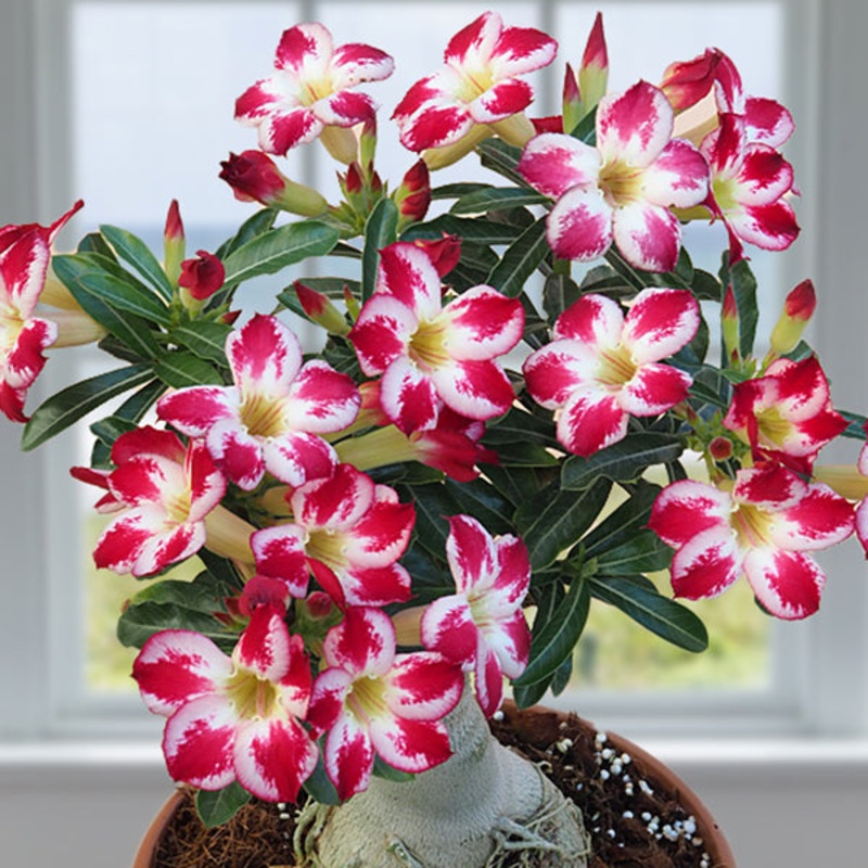 Desert Rose Little Panda (Adenium hybrid)