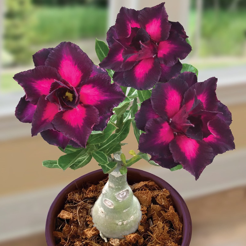 Desert Rose Purple Plum (Adenium hybrid)