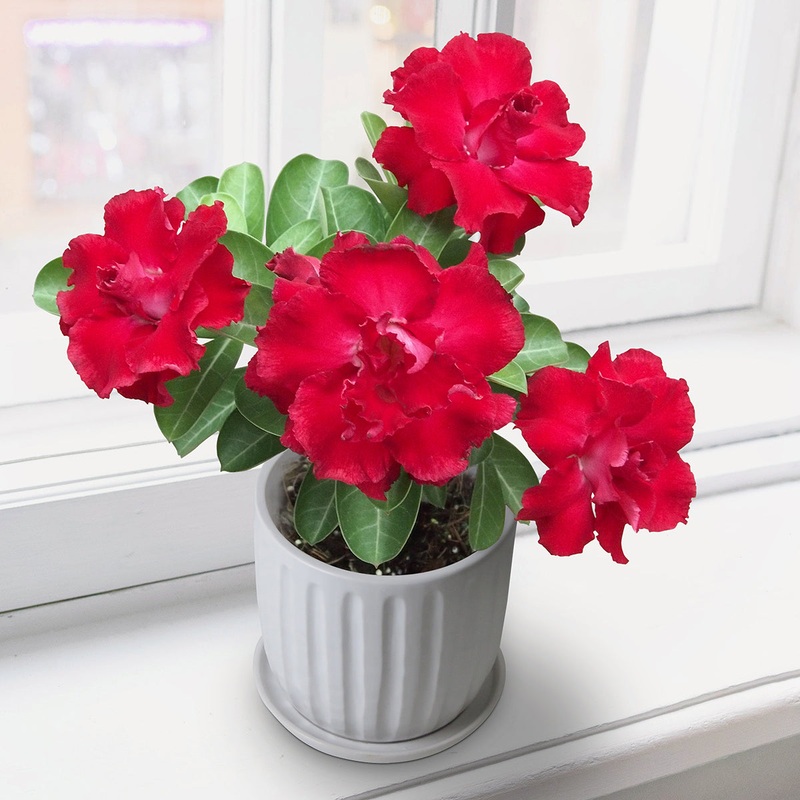 Desert Rose Red Robin (Adenium hybrid)