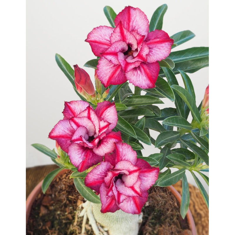 Desert Rose Rose Crown (Adenium hybrid)