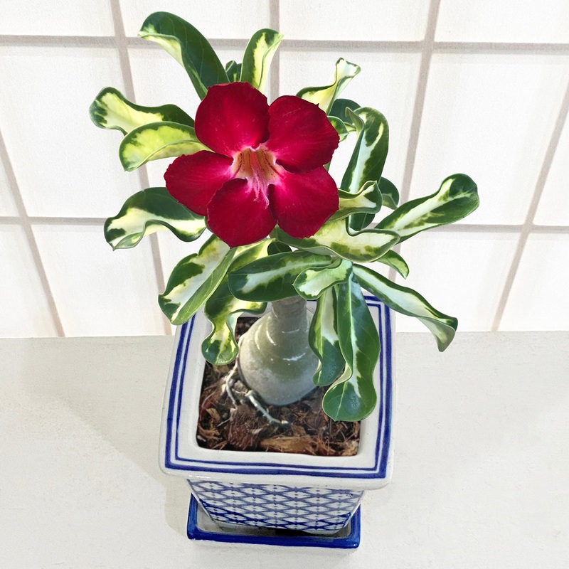 Desert Rose Superbar (Adenium hybrid)