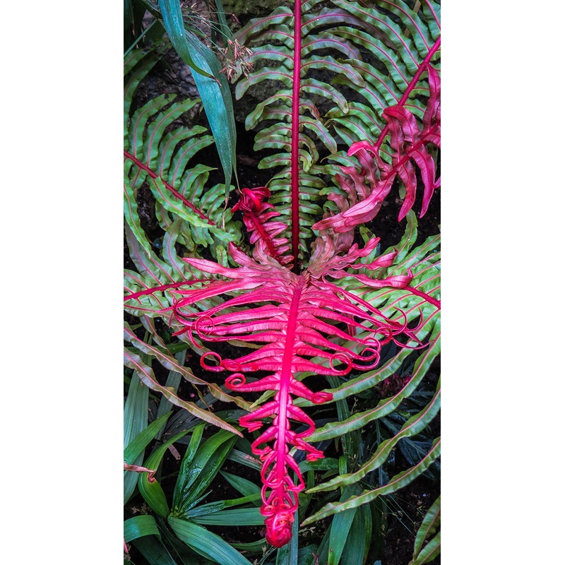 Dwarf Brazilian Tree Fern Volcano (Blechnum brasiliense)