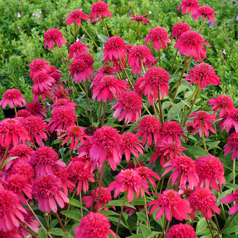 Echinacea Double Scoop Cranberry PP (Echinacea purpurea hybrid)