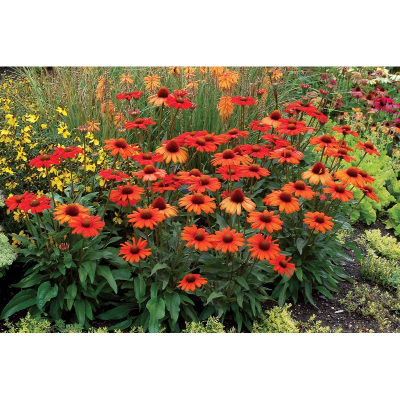 Echinacea Kismet Intense Orange (Echinacea hybrid)