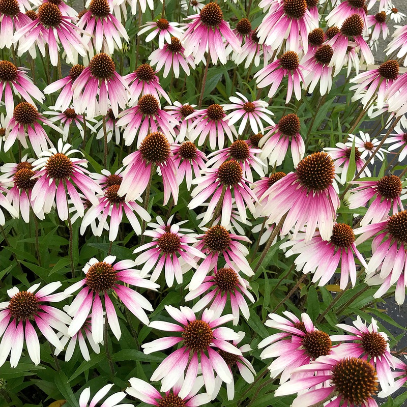 Echinacea Pretty Parasols PP (Echinacea hybrid)