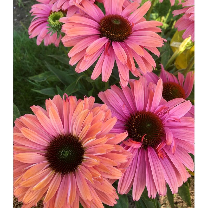 Echinacea Sunseekers Rainbow PP (Echinacea hybrid)