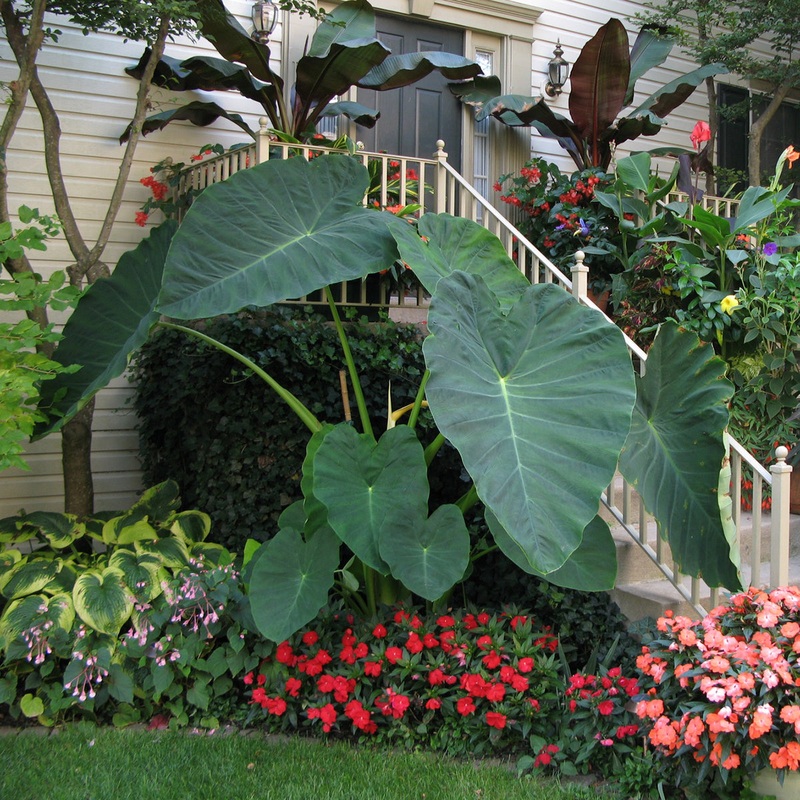 Elephant Ear Jacks Giant (Colocasia hybrid)