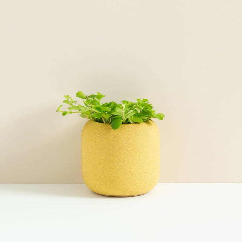 Harvest Yellow Willow Small Planter