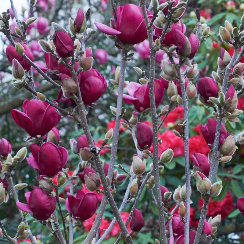 Magnolia Genie PP (Magnolia soulangeana x liliflora hybrid)