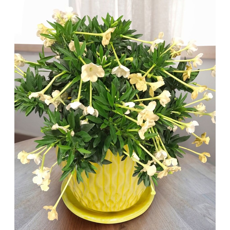 Manac Lady of the Night (Brunfelsia uniflora)