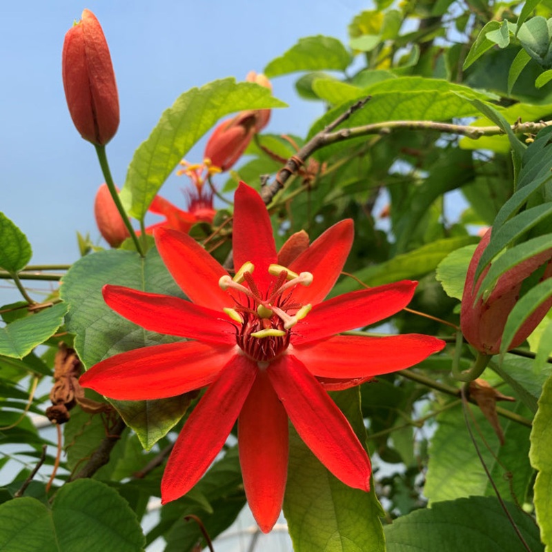 Passion Flower Red Radiance (Passiflora hybrid)