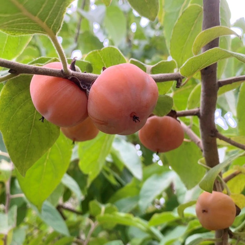Persimmon Tree Meader (Diospyros virginiana hybrid)