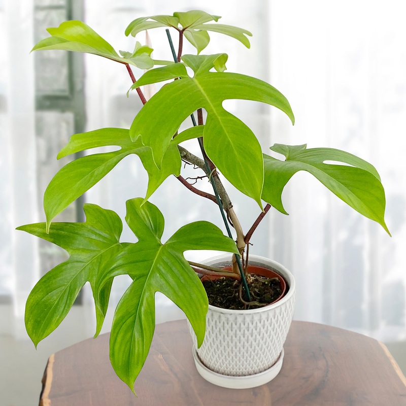 Philodendron Florida Green (Philodendron hybrid)