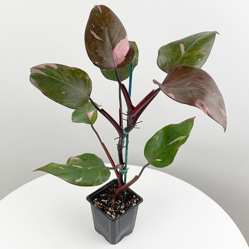 Philodendron Pink Princess (Philodendron erubescens)