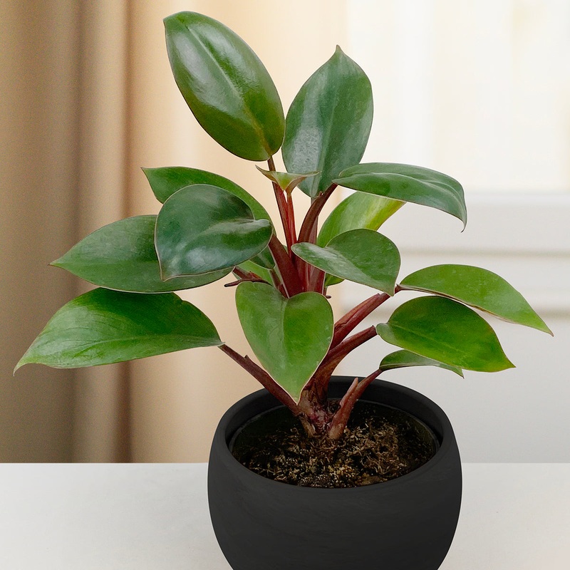 Philodendron ‘Red Black’ (Philodendron hybrid)