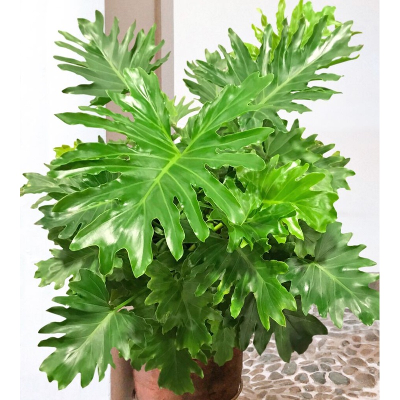 Philodendron Shangri-La PP (Philodendron bipinnatifidum hybrid)