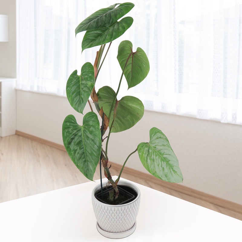 Philodendron Sodiroi (Philodendron Sodiroi)