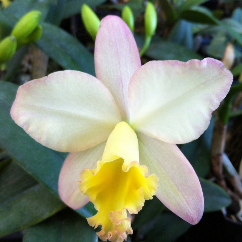 Potinara Orchid Fairyland (Potinara hybrid)