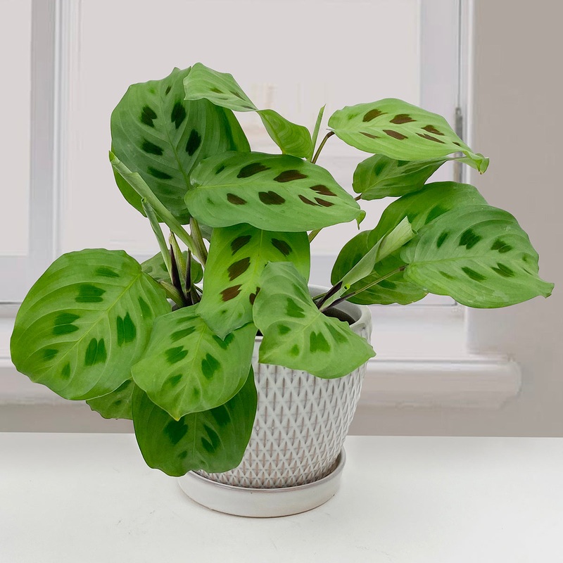 Prayer Plant Kim (Maranta leuconeura E. Morren)