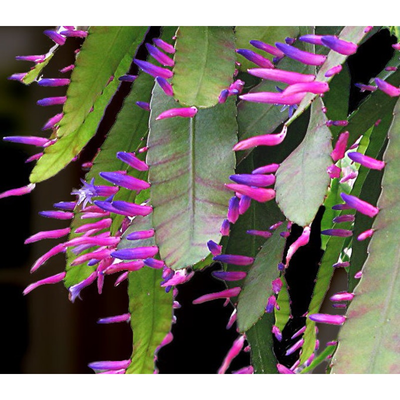 Pseudorhipsalis Blue Flame (Pseudorhipsalis amazonica)