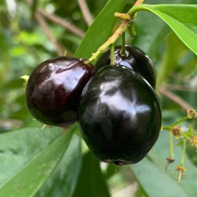 Rainforest Plum Tree (Eugenia candolleana)
