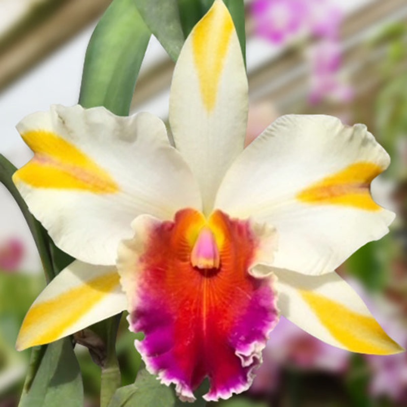 Rlc Orchid Amazing Thailand Gold Star AM/ AOS (Rhyncholaelio cattleya hybrid)