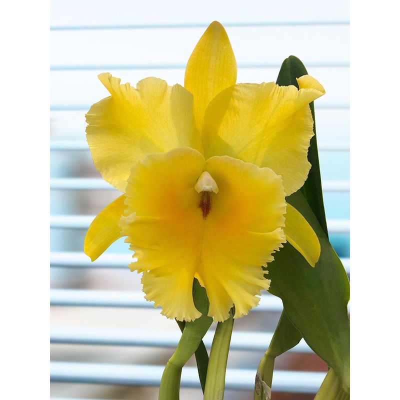 Rlc Orchid Golden Godzilla (Rhyncholaeliocattleya hybrid)