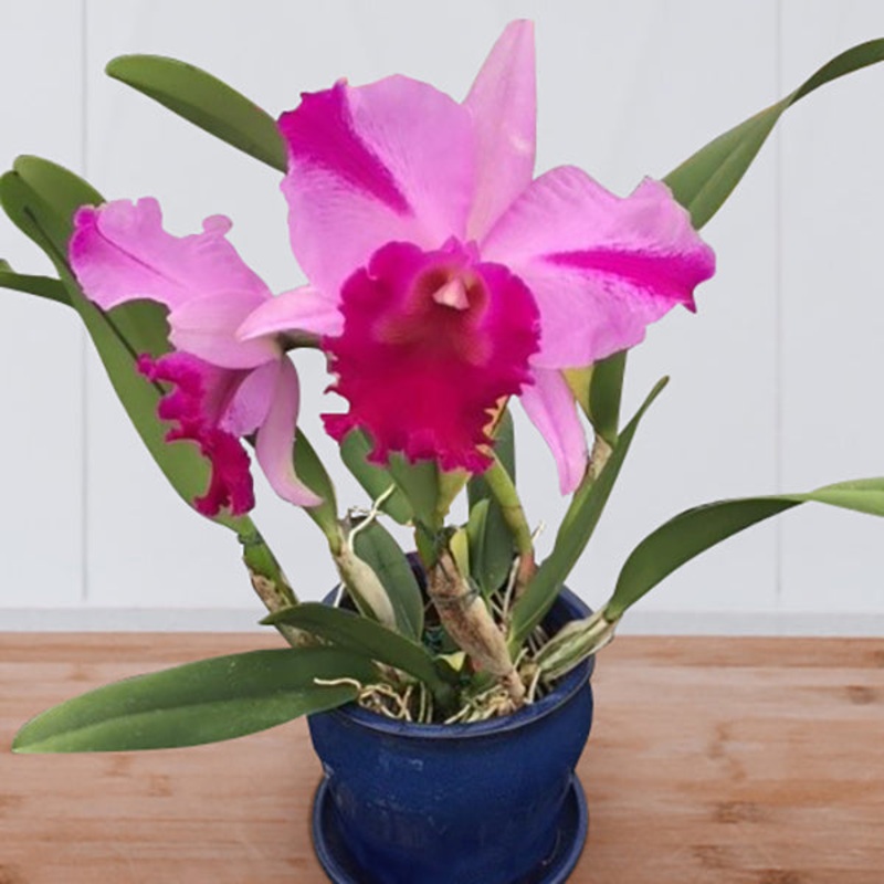 Rlc Orchid Jennifer Off Joan HCC/ AOS (Rhyncholaeliocattleya hybrid)