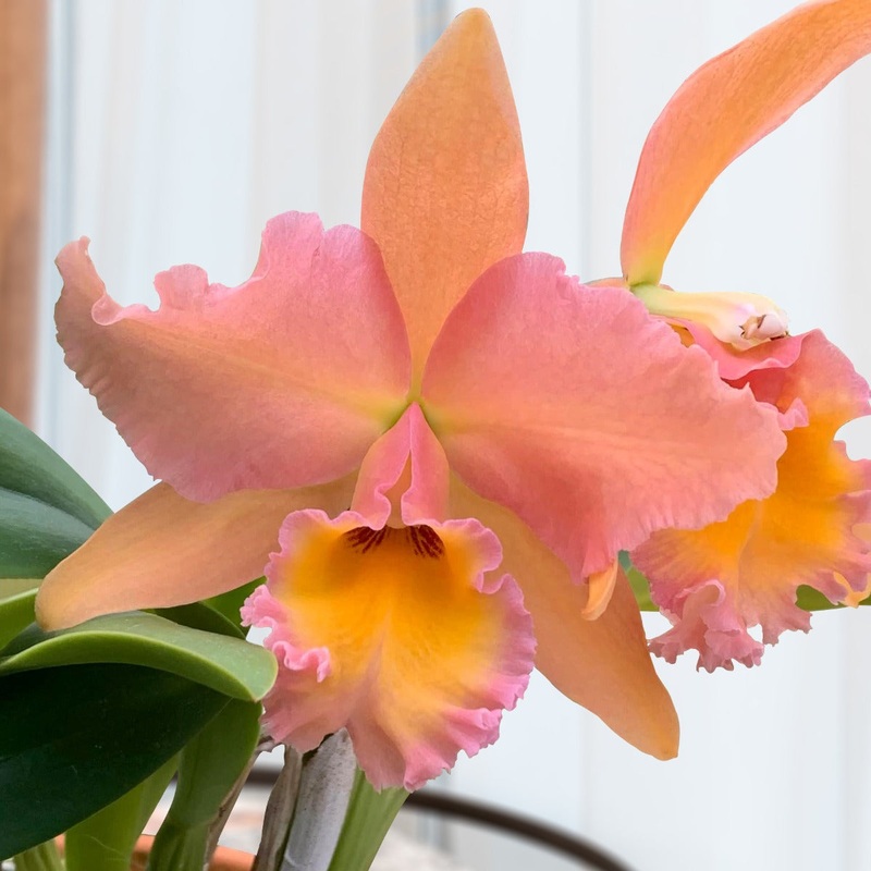 Rlc Orchid Pamela Ann Oliveros Georgia Peach HCC/AOS (Rhyncholaelio cattleya hybrid)