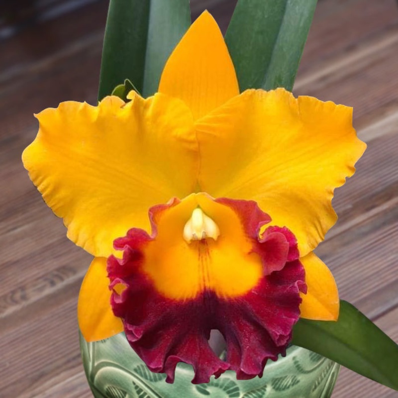 Rlc Orchid Siam Treasure No. 2 (Rhyncholaelio cattleya hybrid)