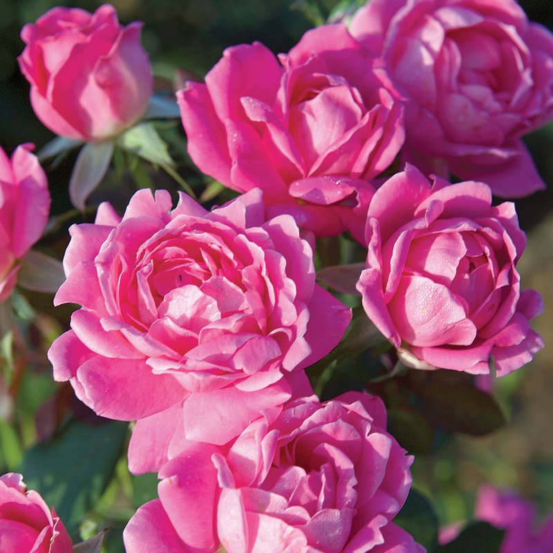 Rose Knockout Double Pink PP (Rosa hybrid)