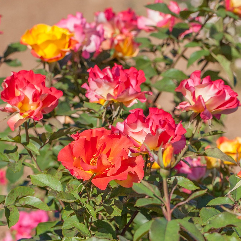 Rose Sunset Horizon PP (Rosa hybrid)