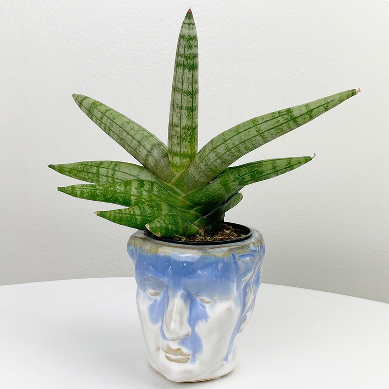 Sansevieria Boncel (Sansevieria cylindrica hybrid)