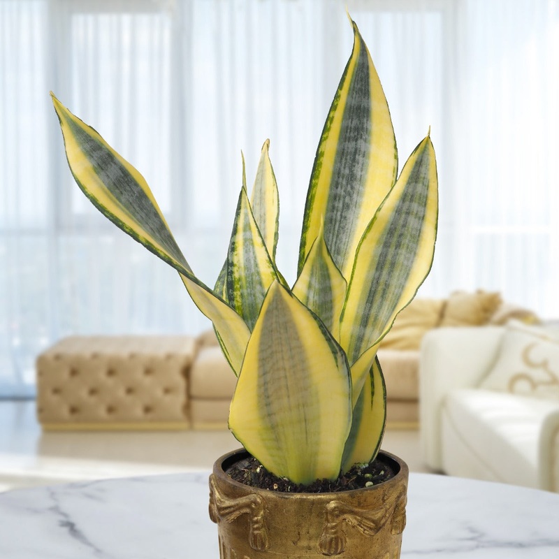 Sansevieria Gold Dust (Sansevieria hybrid)