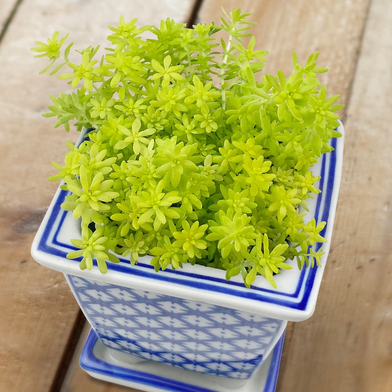 Sedum SunSparkler Angelinas Teacup PP (Sedum rupestre hybrid)