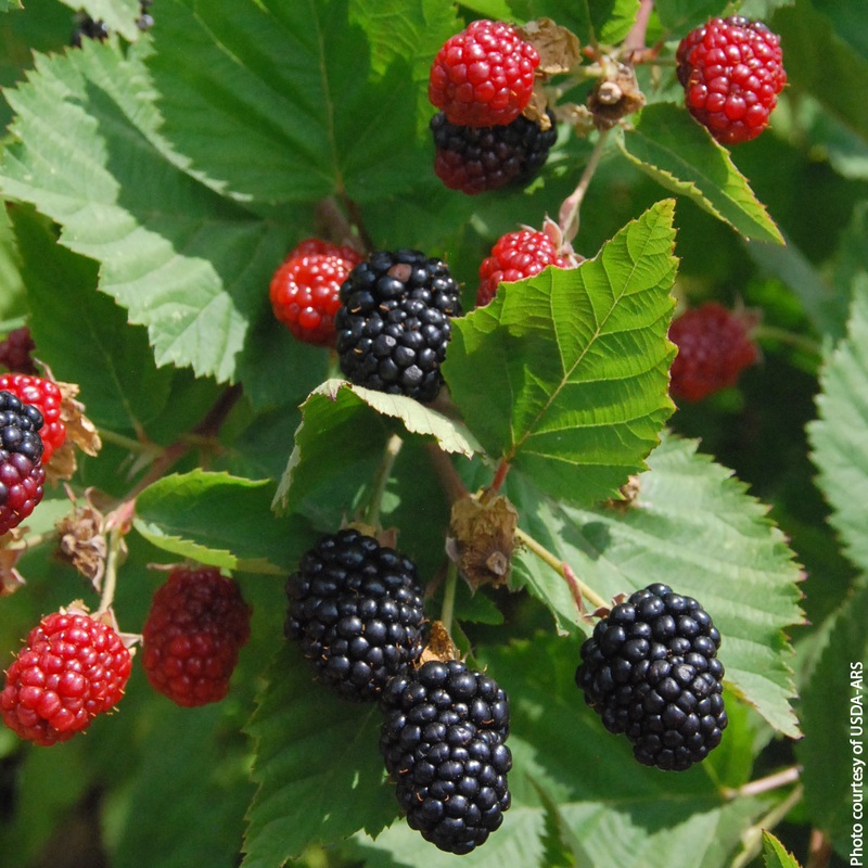 Thornless Blackberry Plant Triple Crown (Rubus fruticosus)
