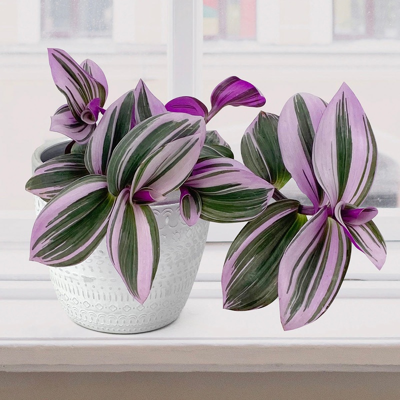 Tradescantia Nanouk (Tradescantia albiflora Nanouk)