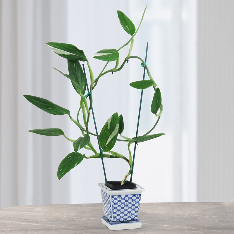 Variegated Monstera Standleyana (Monstera standleyana Albo Variegata)