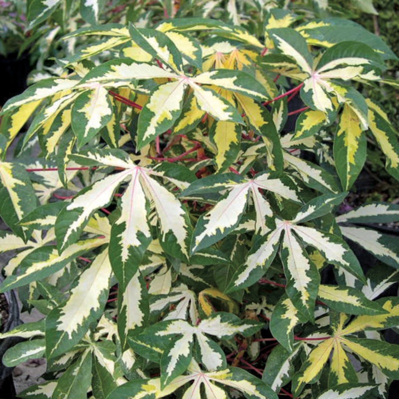 Variegated Tapioca (Manihot esculenta Variegata)